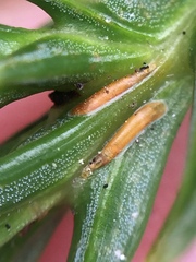 Lepidosaphes pallida