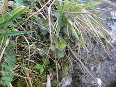 Gingidia enysii