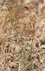 Cordylanthus pilosus