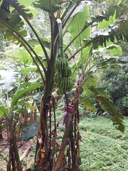 Musa × paradisiaca
