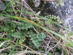 Gingidia enysii