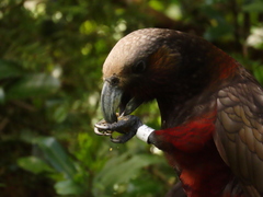 Nestor meridionalis septentrionalis