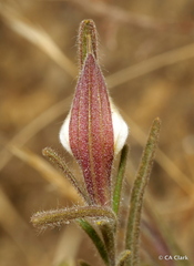 Cordylanthus pilosus