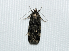 Barea codrella