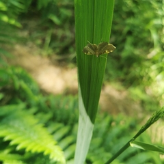 Pyraustinae