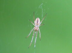 Tetragnatha montana