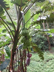 Musa × paradisiaca