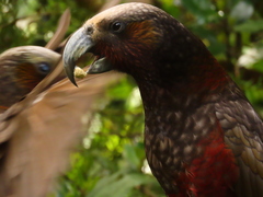 Nestor meridionalis septentrionalis