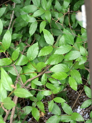 Calycanthus occidentalis