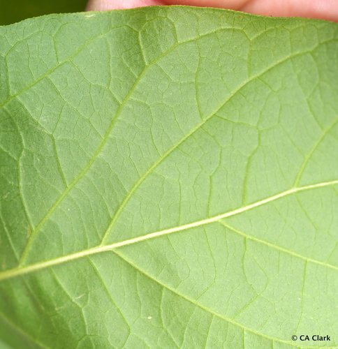 Western Spicebush foliage