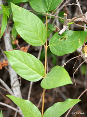 Calycanthus occidentalis