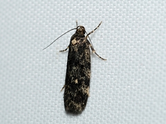 Barea codrella