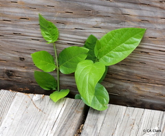 Calycanthus occidentalis