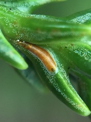 Lepidosaphes pallida