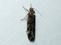 Barea codrella