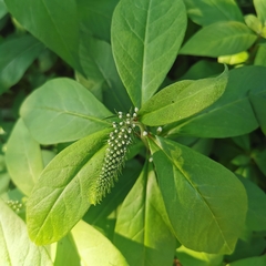 Lysimachia clethroides