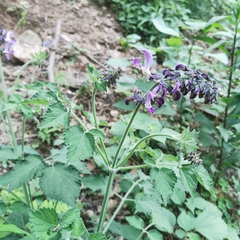 Salvia miltiorrhiza
