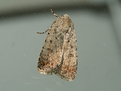 Caradrina clavipalpis