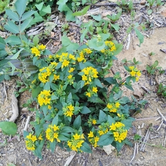 Lysimachia christinae