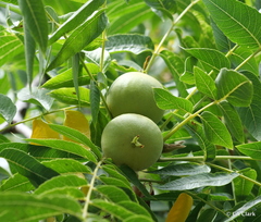 Juglans hindsii