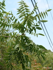 Juglans hindsii