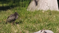 Theristicus caerulescens