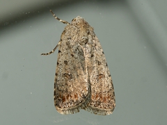 Caradrina clavipalpis