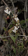 Epidendrum fimbriatum