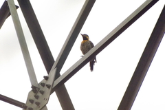 Colaptes campestris campestris