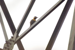 Colaptes campestris campestris