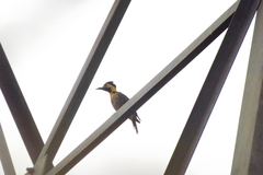 Colaptes campestris campestris