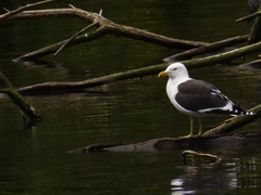 Larus dominicanus dominicanus