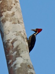 Campephilus melanoleucos