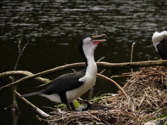 Phalacrocorax varius varius