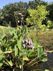 Thalia dealbata