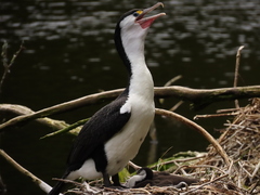 Phalacrocorax varius varius