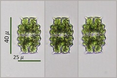 Euastrum denticulatum