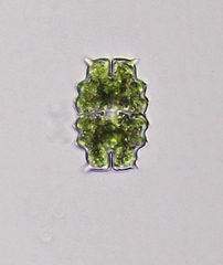 Euastrum denticulatum