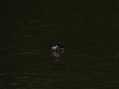 Aythya novaeseelandiae