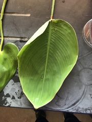 Thalia dealbata