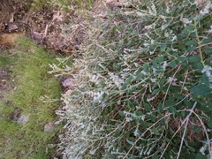 Aloysia