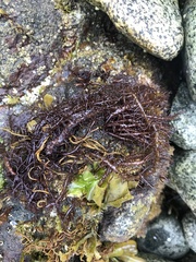Cumagloia andersonii