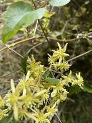 Clematis foetida