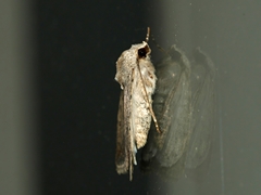 Caradrina clavipalpis