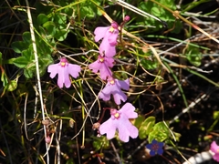 Utricularia multifida