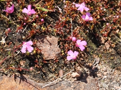 Utricularia multifida