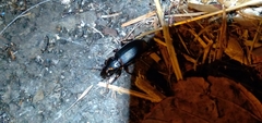 Pterostichus melanarius