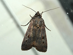 Agrotis infusa