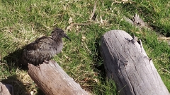 Theristicus caerulescens
