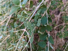 Aloysia